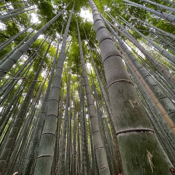 Meet your Posher, Monica - Picture 1 of 1